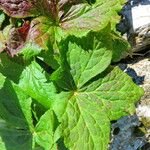 Podophyllum hexandrum Leht