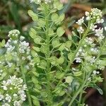 Lepidium virginicum फल