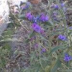 Echium vulgareЦвят