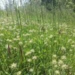 Trifolium vesiculosum 花
