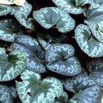 Cyclamen purpurascens Leaf