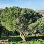 Pinus pinea Natur