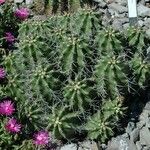 Echinocereus triglochidiatus Habitat