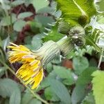 Sonchus asperBlüte