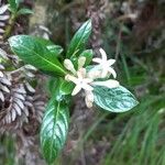 Chassalia gaertneroides Hoja