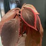Acalypha wilkesiana Цвят