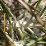 Ptilostemon chamaepeuce Bark