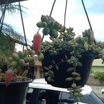 Cotyledon pendens Hoja