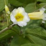 Anemopaegma orbiculatum Flower