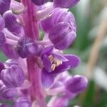 Liriope muscari Λουλούδι