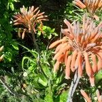 Aloe maculata Habitus