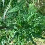 Artemisia verlotiorum Blad