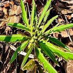 Cardamine concatenata Leaf