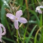 Farsetia undulicarpa Flower