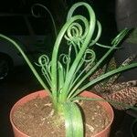 Albuca spiralis Folha