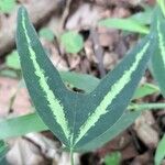 Passiflora tricuspis Leaf