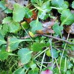 Saxifraga spathularis Blatt