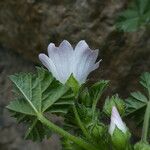 Malva neglecta 叶