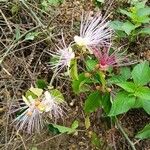 Capparis zeylanica Anders