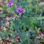 Medicago sativaFlower