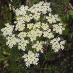 Laserpitium halleri Flower