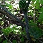 Arisaema serratum Fruit