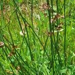 Juncus balticus Habit