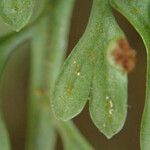 Asplenium hypomelas Blad