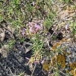 Campylanthus salsoloides Flower