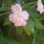 Impatiens sodenii Blomst