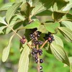 Miconia sericea List