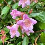 Abelia x grandiflora Flor