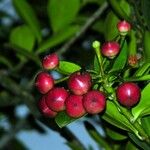 Marcgraviastrum subsessile Fruit