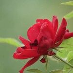 Rosa cinnamomea Květ