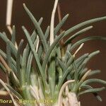 Stipagrostis ciliata Mosusu