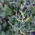 Rumex induratus ফুল