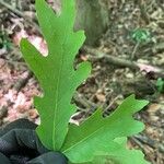 Quercus alba Blatt