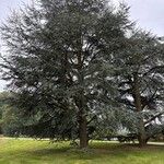 Cedrus atlanticaبرگ