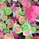 Pelargonium spp. عادت داشتن