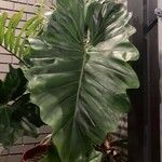 Philodendron giganteum Leaf