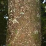 Poecilanthe hostmannii Corteza