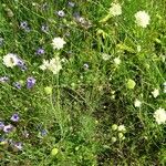 Scabiosa ochroleuca 形態
