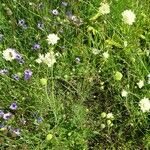 Scabiosa ochroleuca Hábito