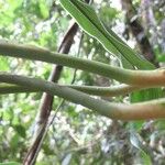 Monstera glaucescens Кора