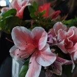 Rhododendron indicum Цветок