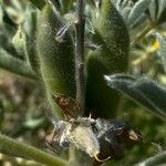 Lupinus albus Fruto