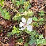 Rubus trivialis Blomst