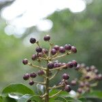 Dendropanax arboreus Frugt