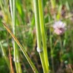 Bromus hordeaceus چھال