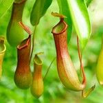 Nepenthes × neglecta Blüte